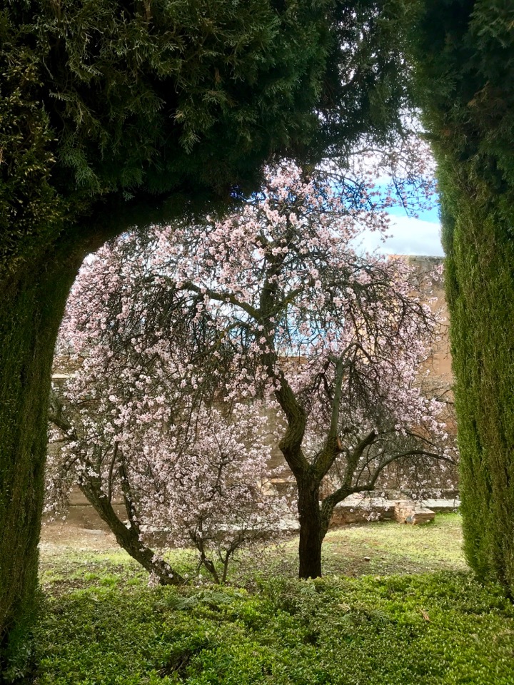 アルハンブラ宮殿の桜