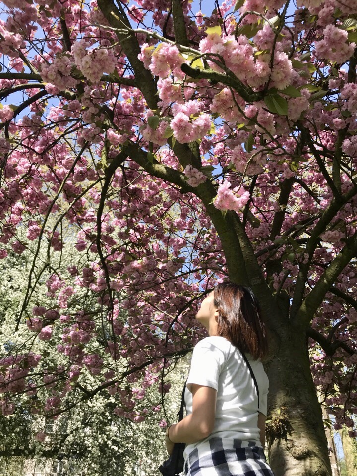 ハイドパークの桜